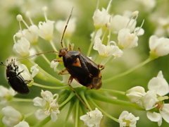 Liocoris