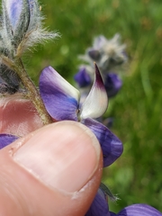 Lupinus covillei