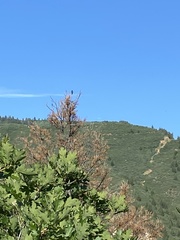 Caprimulgiformes