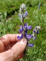Lupinus covillei