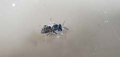 Megachile mendica
