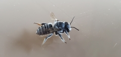 Megachile mendica