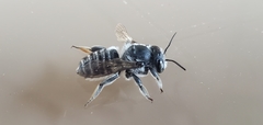 Megachile mendica