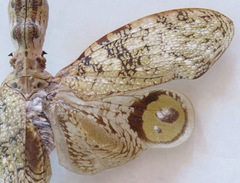 Fulgora laternaria