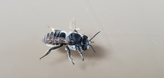 Megachile mendica