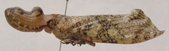 Fulgora laternaria