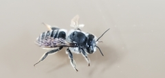 Megachile mendica