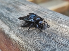 Xylocopa gualanensis