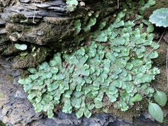Asterella tenella