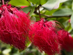 Calliandra