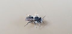 Megachile mendica