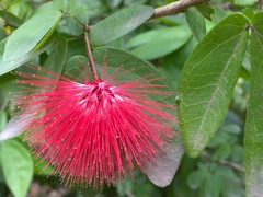 Calliandra