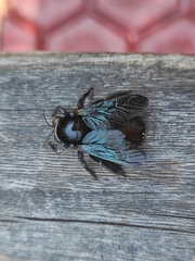 Xylocopa gualanensis