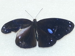 Euploea eunice