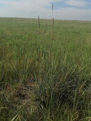 Psathyrostachys juncea