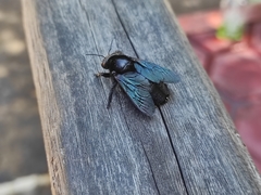 Xylocopa gualanensis