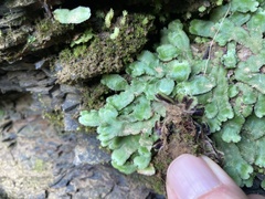 Asterella tenella