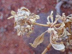 Gisekia pharnaceoides