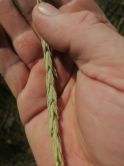 Psathyrostachys juncea