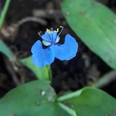 Commelina clavata