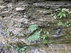 Asterella tenella