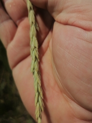 Psathyrostachys juncea