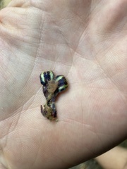 Asterella tenella