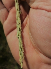 Psathyrostachys juncea