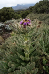 Carduus keniensis