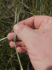 Psathyrostachys juncea