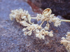 Gisekia pharnaceoides