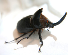 Heterogomphus schoenherri
