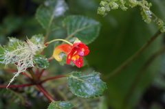 Impatiens kilimanjari