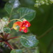 Impatiens kilimanjari - Photo (c) onlyzs, some rights reserved (CC BY-NC-ND), uploaded by onlyzs