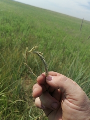 Psathyrostachys juncea
