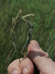 Psathyrostachys juncea