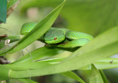 Trimeresurus popeiorum