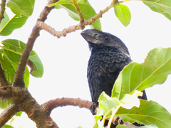 Crotophaga ani