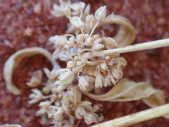 Gisekia pharnaceoides