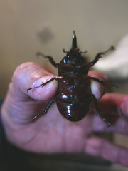 Heterogomphus schoenherri