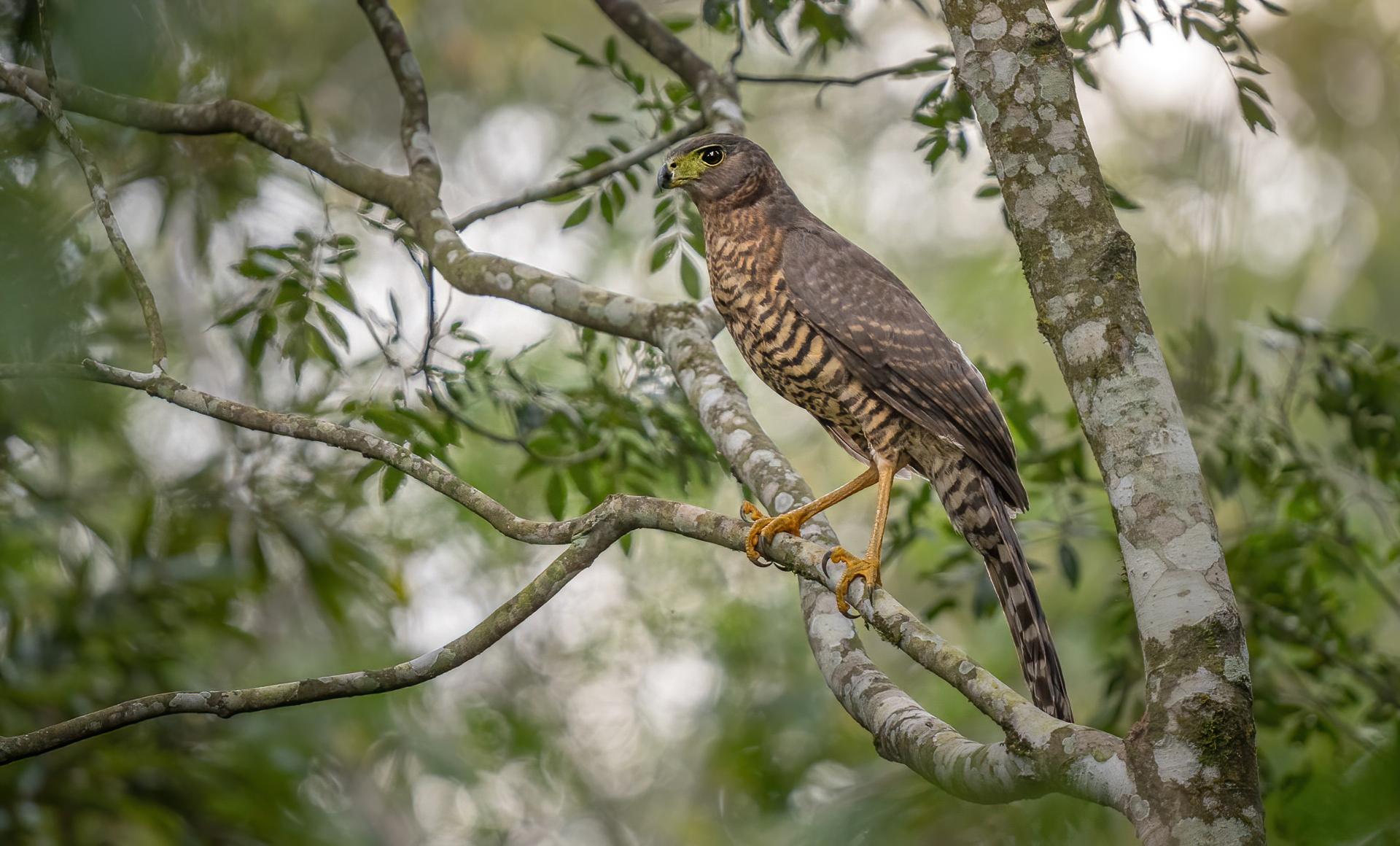 Collared Forest-Falcon illustration