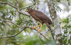 Collared Forest-Falcon photo 2