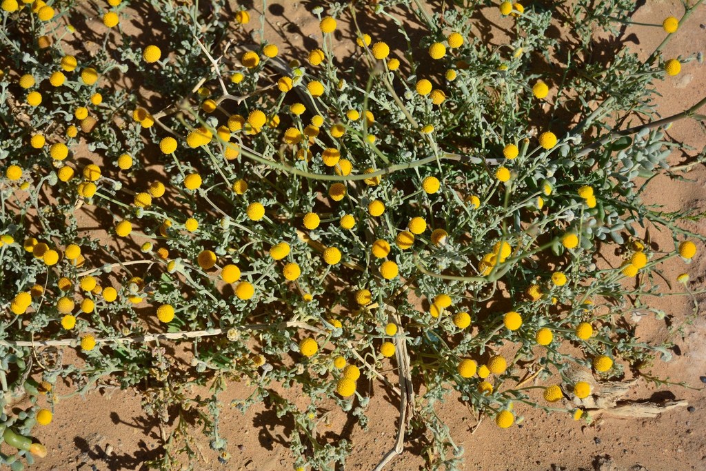 Brocchia
