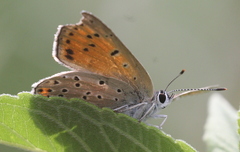 Lycaena alciphron