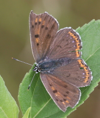 Lycaena alciphron