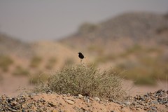 Oenanthe leucopyga aegra