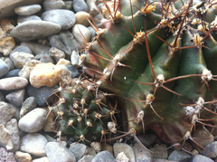 Gymnocalycium