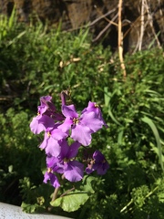 Orychophragmus violaceus