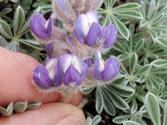 Lupinus lepidus sellulus