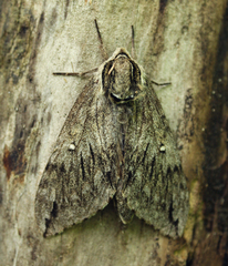 Kentrochrysalis streckeri
